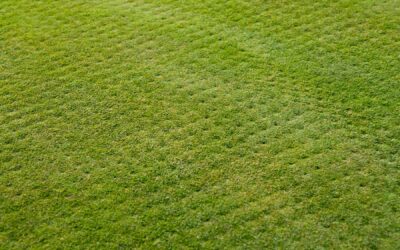 When To Aerate My Summer Grass