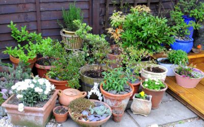 Year-Round Care for Outdoor Container Plants