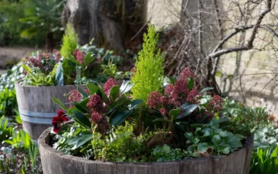 Best Practices for Watering Outdoor Plant Containers Year-Round