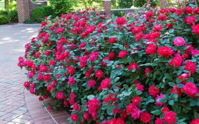 How to Prune Knockout Roses in Cumming, GA